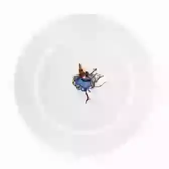 China Plate
